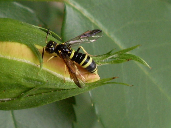 Cerceris sp ? No, Tenthredo (Tenthredo) vespa